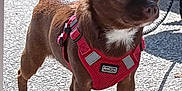 Twitter a rejoint le concours — aidez-le/la à gagner de superbes lots ! dog, brown_dog, small_dog, harness, red_harness, outdoor, pavement, sunlight, shadow, pet, animal, standing, close_up, ears, tail, leash, stone_wall, daylight, canine, cute