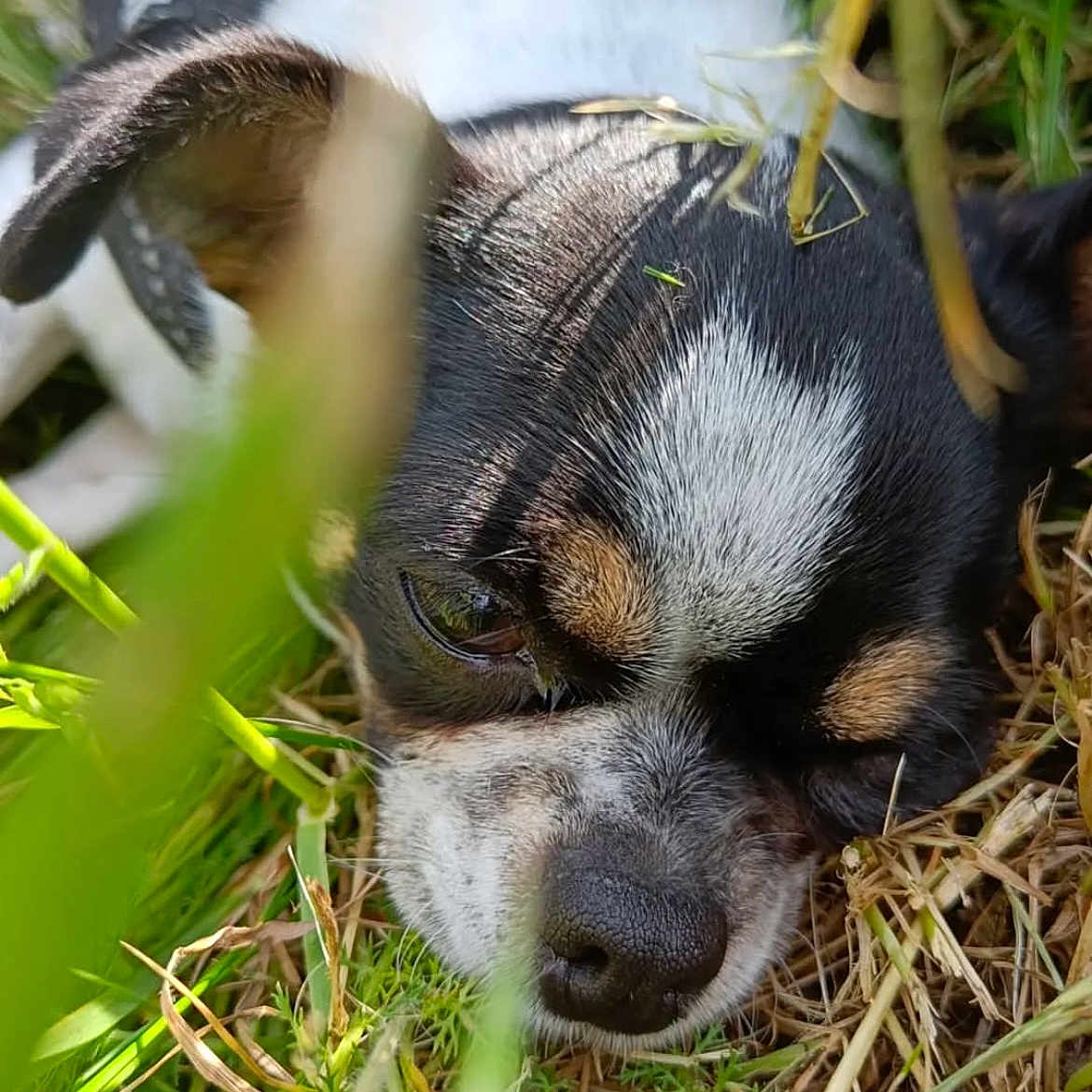 Roxy participe au concours pour gagner de l'argent avec cette photo : animal, black, brown, canine, close_up, dog, ears, fur, grass, leaf, natural_light, nature, outdoor, pet, relaxing, resting, sleeping, small_dog, snout, white