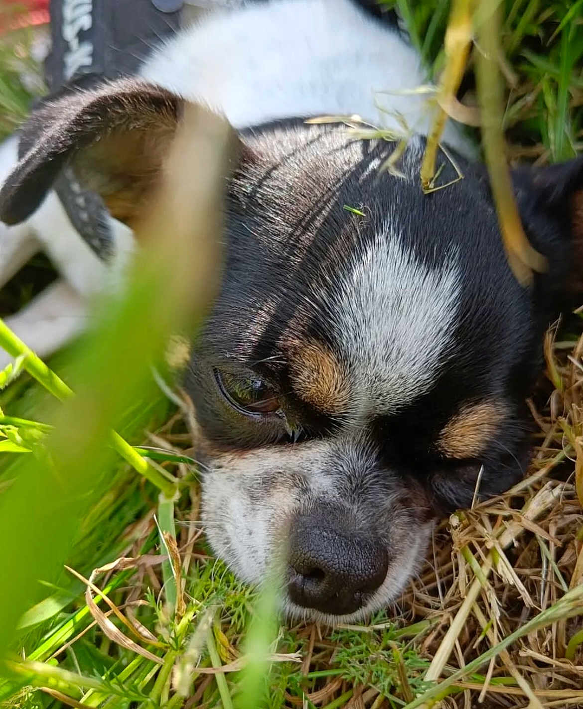 Roxy participe au concours pour gagner de l'argent avec cette photo : dog, close_up, resting, grass, outdoor, nature, black, white, brown, fur, snout, ears, small_dog, sleeping, animal, pet, canine, relaxing, leaf, natural_light