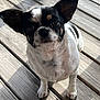 dog, small_dog, black_and_white, ears, pet, animal, canine, outdoor, wooden_deck, sunlight, shadow, looking_up, fur, cute, companion, domestic_animal, portrait, standing, close_up, whiskers