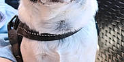 Roxy participe au concours pour gagner de l'argent avec cette photo : dog, small_dog, black_and_white, pet, sitting, leash, harness, cushion, chair, outdoor, sunlight, close_up, animal, companion, furry, ears, face, paw, person, relaxing