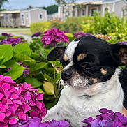 Roxy participe au concours pour gagner de l'argent avec cette photo : dog, small_dog, black_and_white, flower, hydrangea, purple_flower, pink_flower, garden, greenery, outdoor, pet, cute, nature, leaf, shrub, plant, canine, close_up, floral, peaceful