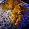 Aaliya joined the competition — help win amazing prizes! cat, orange_cat, pet, animal, feline, fluffy, sleeping, resting, blanket, patterned_blanket, indoor, cozy, fur, paws, stretching, relaxing, bed, soft_texture, warm_lighting, cool_lighting