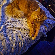 Aaliya joined the competition — help win amazing prizes! cat, orange_cat, fluffy, pet, animal, feline, relaxed, lying_down, blanket, leopard_print, texture, cozy, indoor, fur, paw, bed, warm_lighting, cool_lighting, resting, comfort