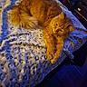 cat, orange_cat, fluffy, pet, animal, feline, relaxed, lying_down, blanket, leopard_print, texture, cozy, indoor, fur, paw, bed, warm_lighting, cool_lighting, resting, comfort
