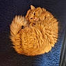 Aaliya is registered to the contest to win money with this photo: cat, orange_cat, fluffy, curled_up, pet, animal, feline, resting, cozy, cute, indoor, sleepy, fur, tail, whiskers, relaxed, domestic_animal, mammal, companion, blanket