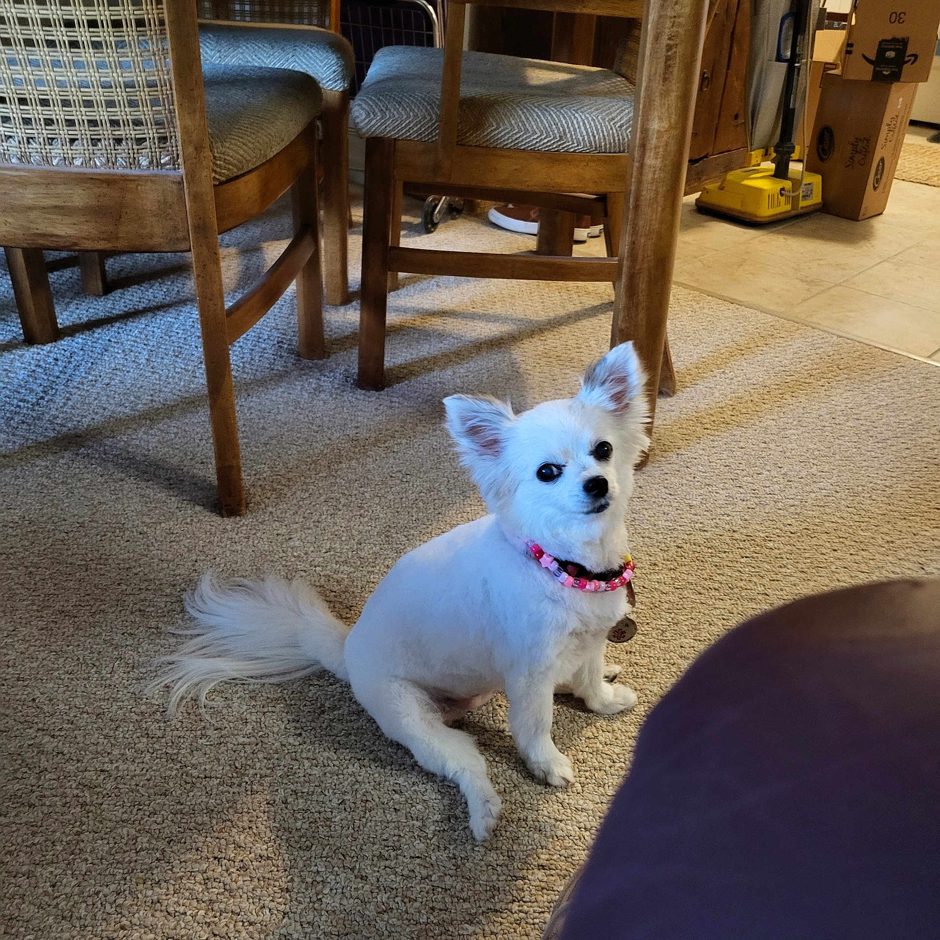 Sparky