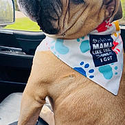 Mack is registered to the contest to win money with this photo: dog, bulldog, pet, animal, face, tongue, wrinkles, bandana, car, vehicle, seated, close_up, portrait, outdoors, forest, greenery, window, leather_seat, funny, cute