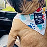dog, bulldog, pet, animal, face, tongue, wrinkles, bandana, car, vehicle, seated, close_up, portrait, outdoors, forest, greenery, window, leather_seat, funny, cute