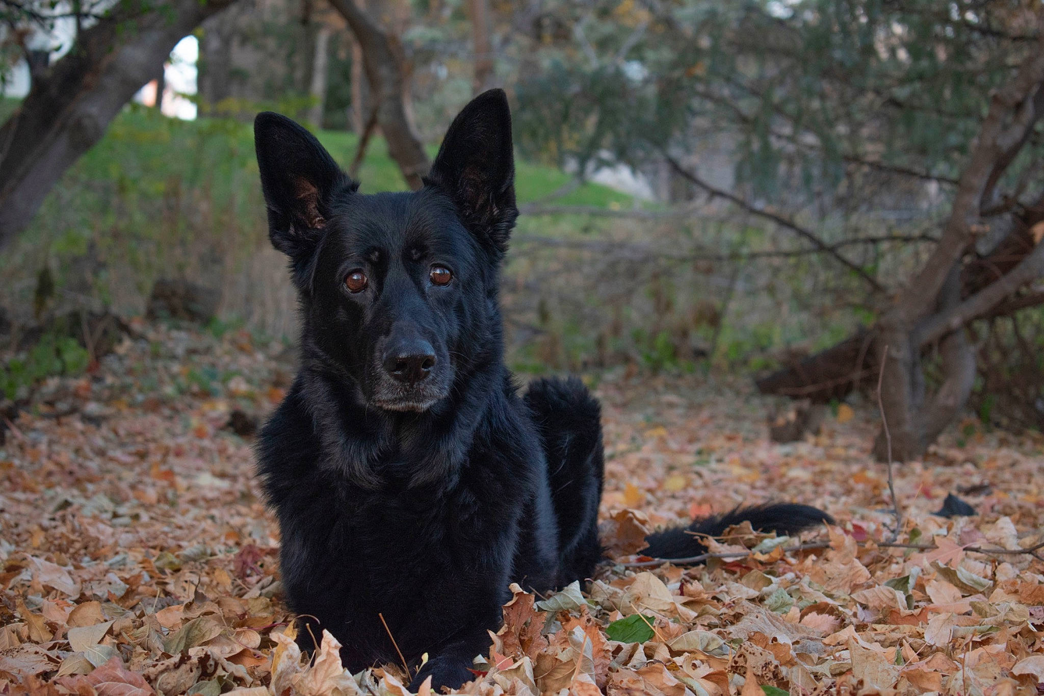 Hazel Grace joined the competition — help win amazing prizes! black_norwegian_elkhound, canidae, carnivore, dog, dog_breed, grass, guard_dog, herding_dog, hunting_dog, non_sporting_group, plant, snout, sporting_group, terrestrial_animal, tree, twig, wood, working_animal, working_dog