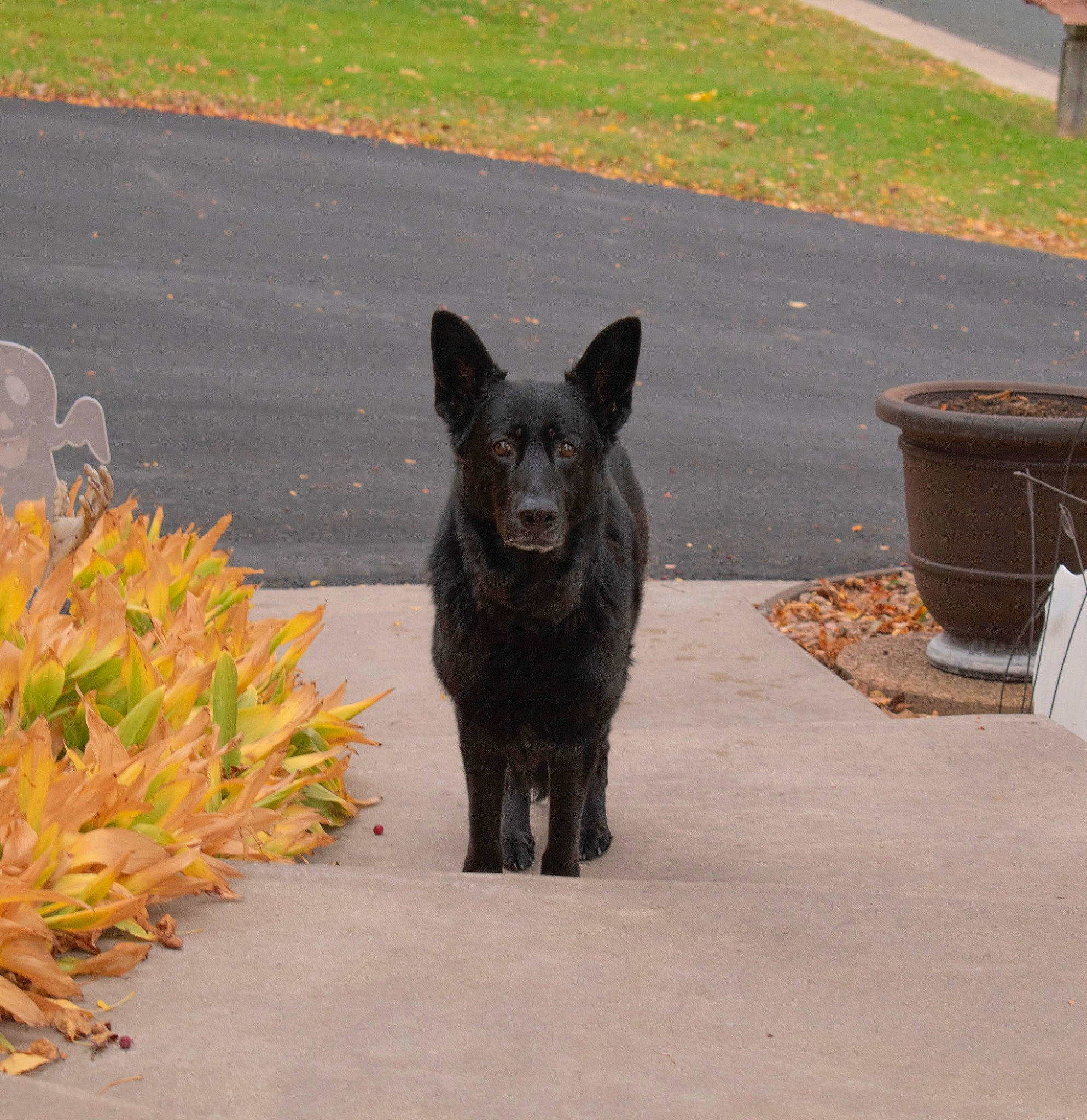 Hazel Grace joined the competition — help win amazing prizes! asphalt, black_norwegian_elkhound, canidae, carnivore, dog, dog_breed, grass, non_sporting_group, plant, road_surface, snout, sporting_group, tail, terrestrial_animal, working_animal, working_dog