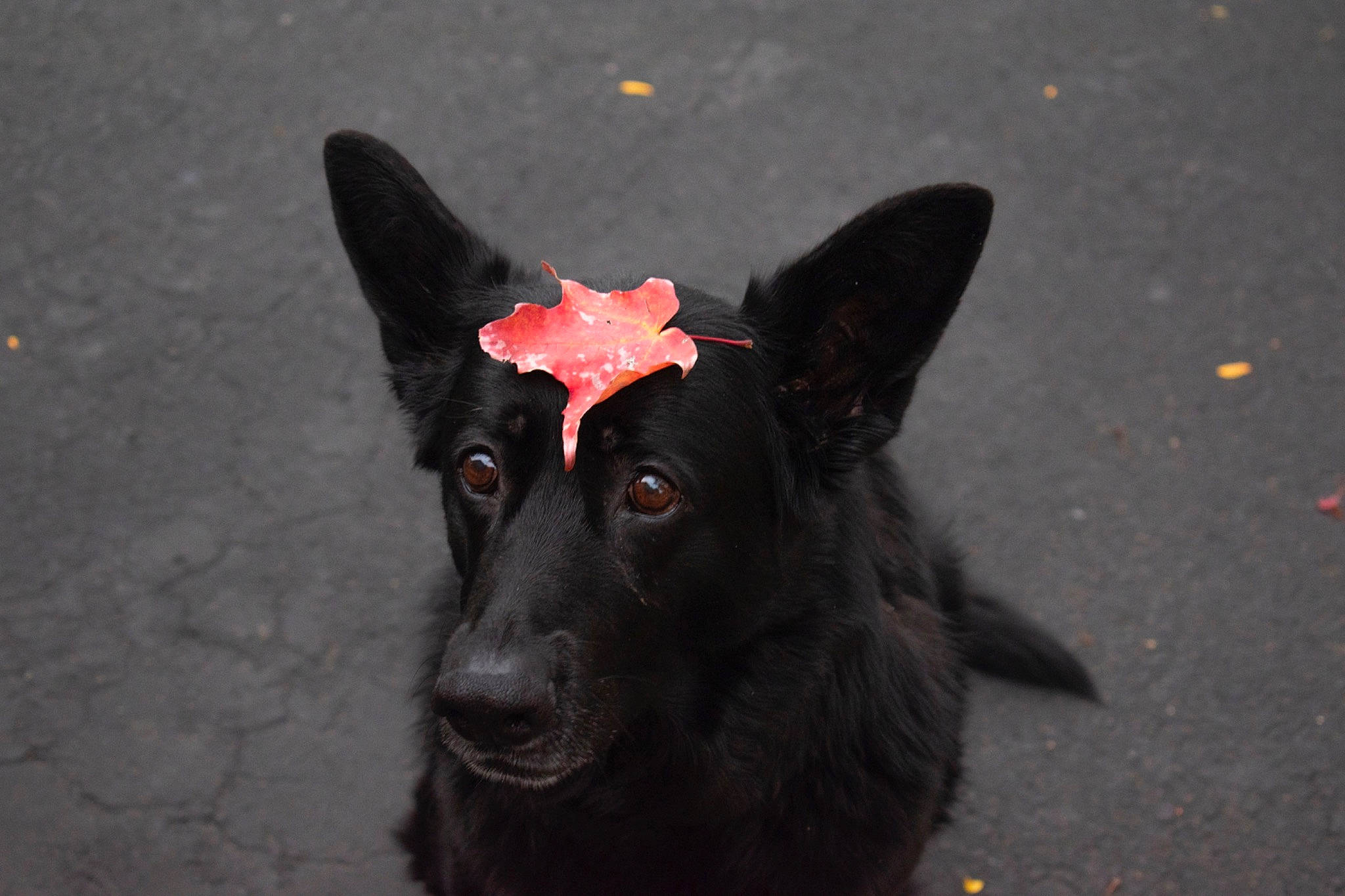 Hazel Grace is registered to the contest to win money with this photo: canidae, carmine, carnivore, dog, dog_breed, non_sporting_group, road_surface, snout, sporting_group, terrestrial_animal, whiskers, working_animal, working_dog