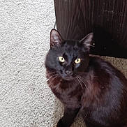 Batman joined the competition — help win amazing prizes! animal, black_cat, carpet, cat, companion, curious, cute, domestic_animal, feline, floor, fur, home, indoor, looking_up, mammal, pet, sitting, whiskers, wood_furniture, yellow_eyes