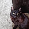 animal, black_cat, carpet, cat, companion, curious, cute, domestic_animal, feline, floor, fur, home, indoor, looking_up, mammal, pet, sitting, whiskers, wood_furniture, yellow_eyes