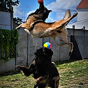 Puma participe au concours pour gagner de l'argent avec cette photo : active, animals, backyard, ball, black_dog, brown_dog, clouds, daytime, dog, fence, fun, grass, jumping, leaping, outdoor, pets, playing, sky, sunlight, toy