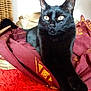 black_cat, cat, pet, animal, feline, indoor, resting, fur, eyes, whiskers, paws, fabric, textile, red, maroon, cozy, closeup, portrait, domestic_cat, relaxed