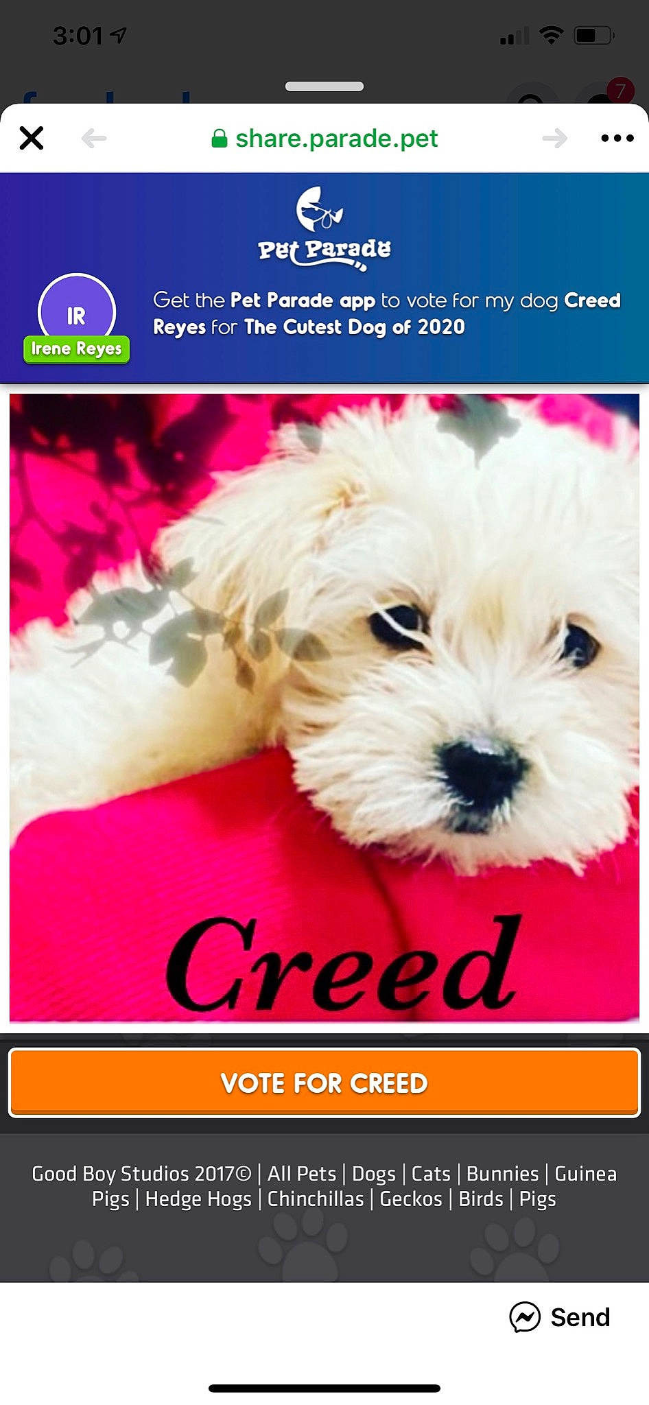 Creed Reyes joined the competition — help win amazing prizes! bolognese, canidae, carnivore, companion_dog, dog, dog_breed, font, havanese, maltepoo, maltese, morkie, photo_caption, puppy, puppy_love, rare_breed_dog, shih_tzu, toy_dog, west_highland_white_terrier
