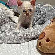 Stinky joined the competition — help win amazing prizes! animal, bed, blanket, blue_eyes, cat, comfort, cozy, curious, cute, feline, fur, indoor, kitten, pet, plush_toy, resting, small, soft_texture, white_fur, young