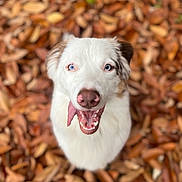 Paco a rejoint le concours — aidez-le/la à gagner de superbes lots ! animal, bodypart, canine, dog, eskimodog, face, grass, head, hound, husky, mouth, person, pet, photography, plant, portrait, puppy, teeth, tongue, whitedog