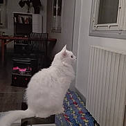 Mahou participe au concours pour gagner de l'argent avec cette photo : carnivoran, cat, cat_like_mammal, floor, flooring, furniture, home, house, kitten, mammal, room, small_to_medium_sized_cats, whiskers, white, window