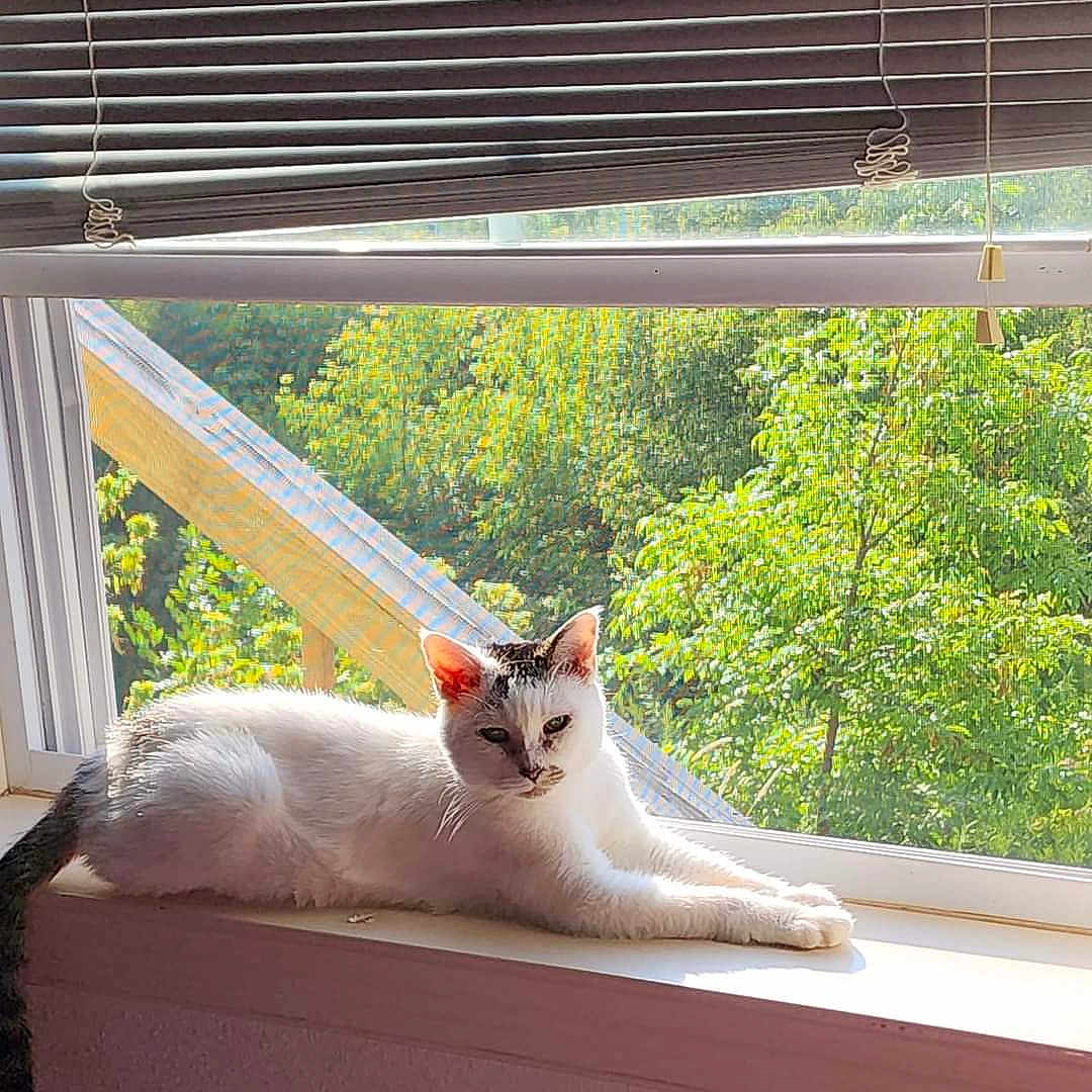 Lulu joined the competition — help win amazing prizes! abyssinian, angora, animal, baywindow, cat, curtain, furniture, herbal, herbs, homedecor, kitten, manx, pet, picturewindow, plant, siamese, window, windowshade, windowsill