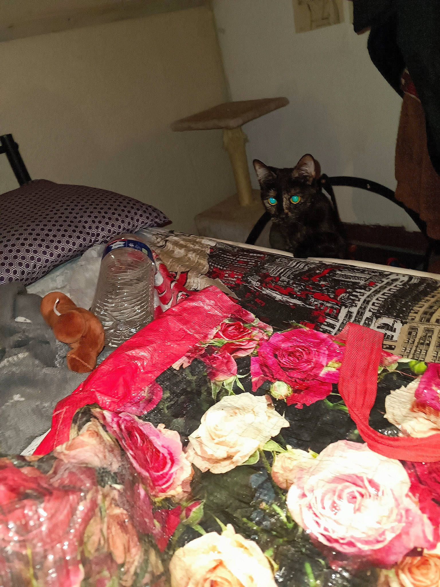 Choco participe au concours pour gagner de l'argent avec cette photo : artificial_flower, bouquet, cat, comfort, creative_arts, cut_flowers, event, floral_design, flower, flower_arranging, hybrid_tea_rose, linens, magenta, peach, petal, plant, room, rose, rose_family, rose_order