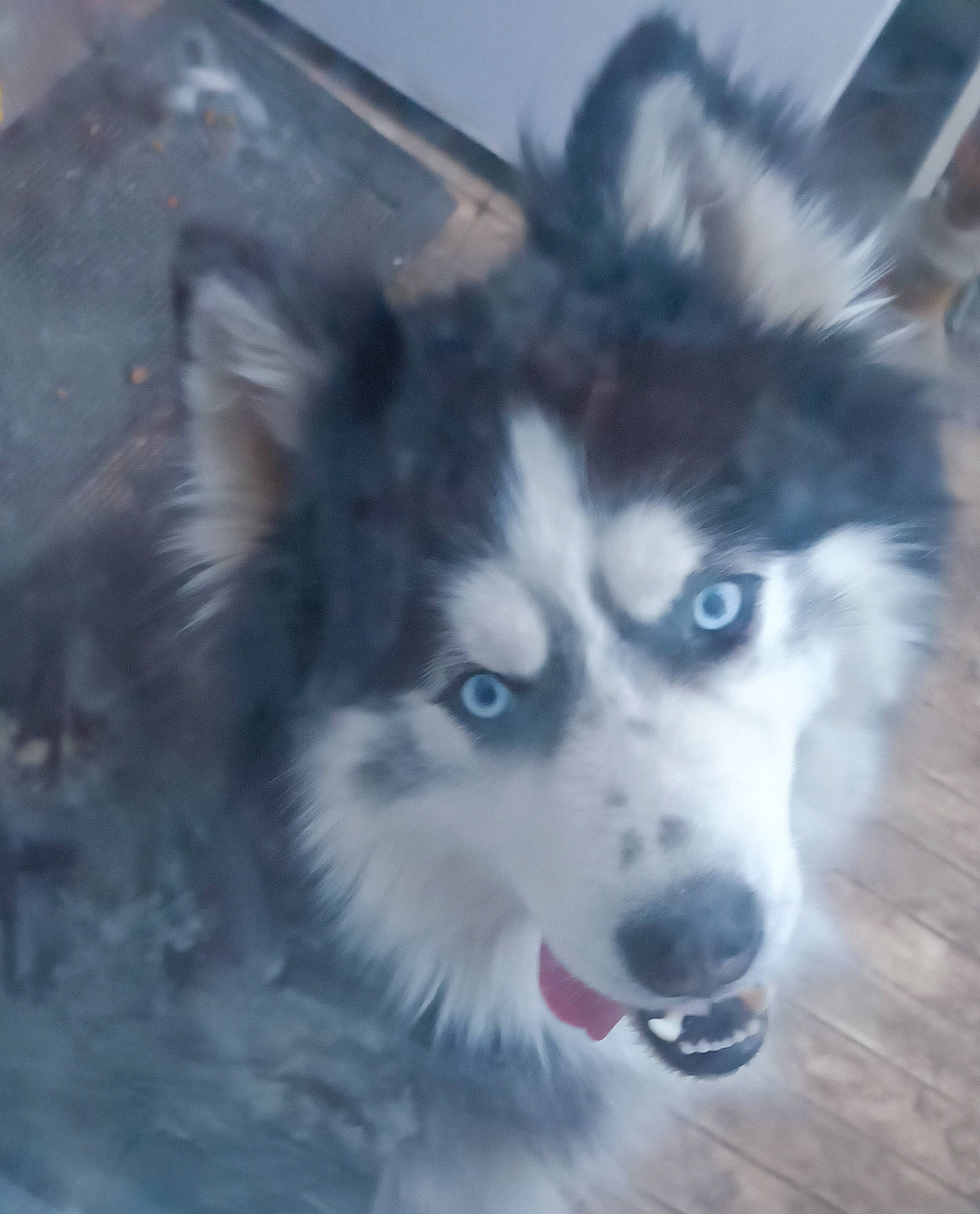 Packo participe au concours pour gagner de l'argent avec cette photo : ancient_dog_breeds, art, canidae, carnivore, companion_dog, dog, dog_breed, electric_blue, fur, happy, painting, sled_dog, snout, sporting_group, visual_arts, whiskers, working_dog
