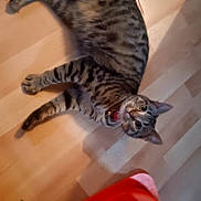 Rumi a rejoint le concours — aidez-le/la à gagner de superbes lots ! cat, tabby_cat, striped_fur, pet, animal, lying_down, floor, wood_floor, indoor, collar, bell, open_mouth, wide_eyes, whiskers, ears, paws, tail, brown_fur, gray_fur, playful
