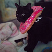 Leon Michael joined the competition — help win amazing prizes! animal, black_cat, blanket, bowl, cat, closeup, cozy, curious, cute, domestic, donut_collar, feline, food, indoor, looking, pet, pet_accessory, plush, sitting, soft