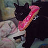 animal, black_cat, blanket, bowl, cat, closeup, cozy, curious, cute, domestic, donut_collar, feline, food, indoor, looking, pet, pet_accessory, plush, sitting, soft