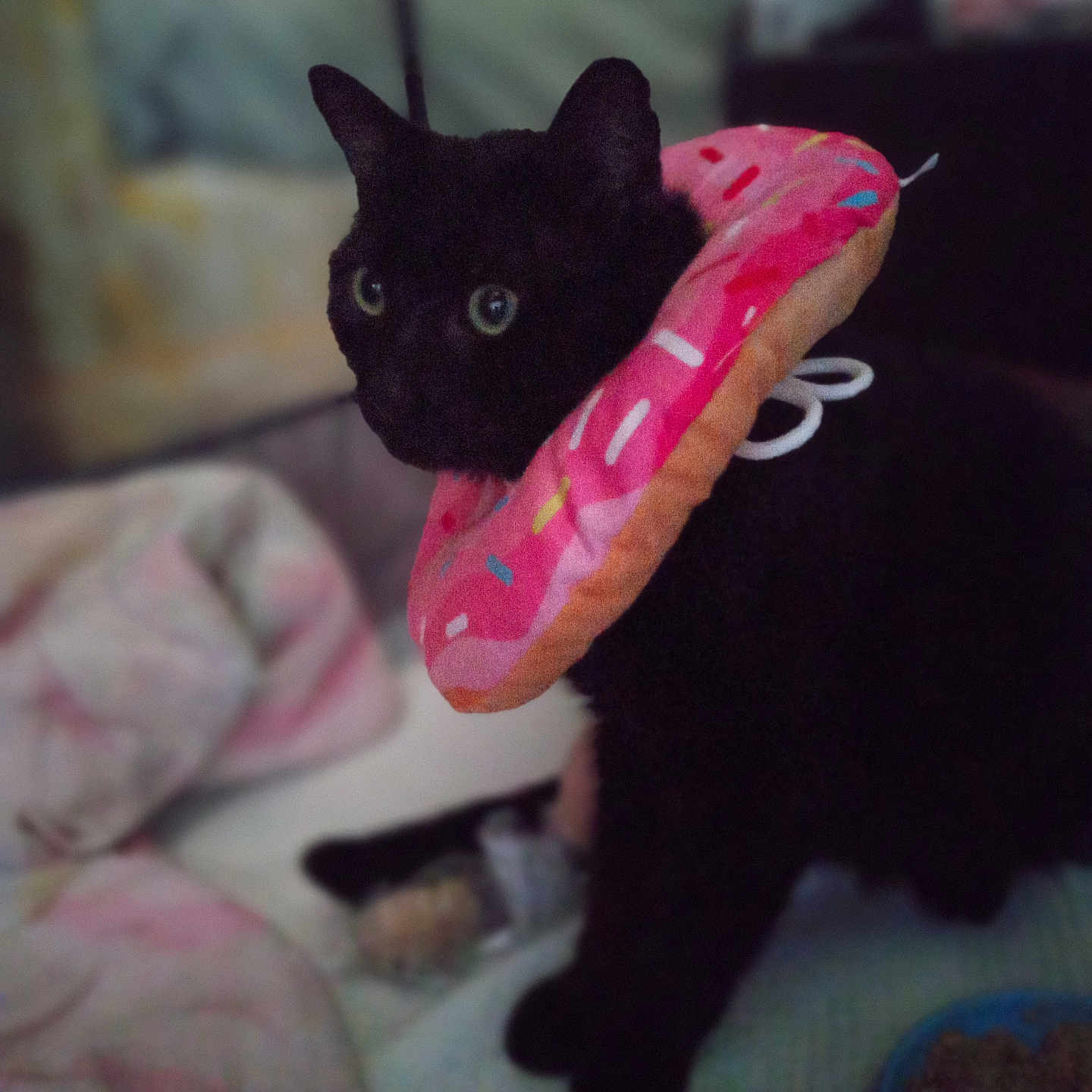 Leon Michael joined the competition — help win amazing prizes! animal, black_cat, blanket, bowl, cat, closeup, cozy, curious, cute, domestic, donut_collar, feline, food, indoor, looking, pet, pet_accessory, plush, sitting, soft