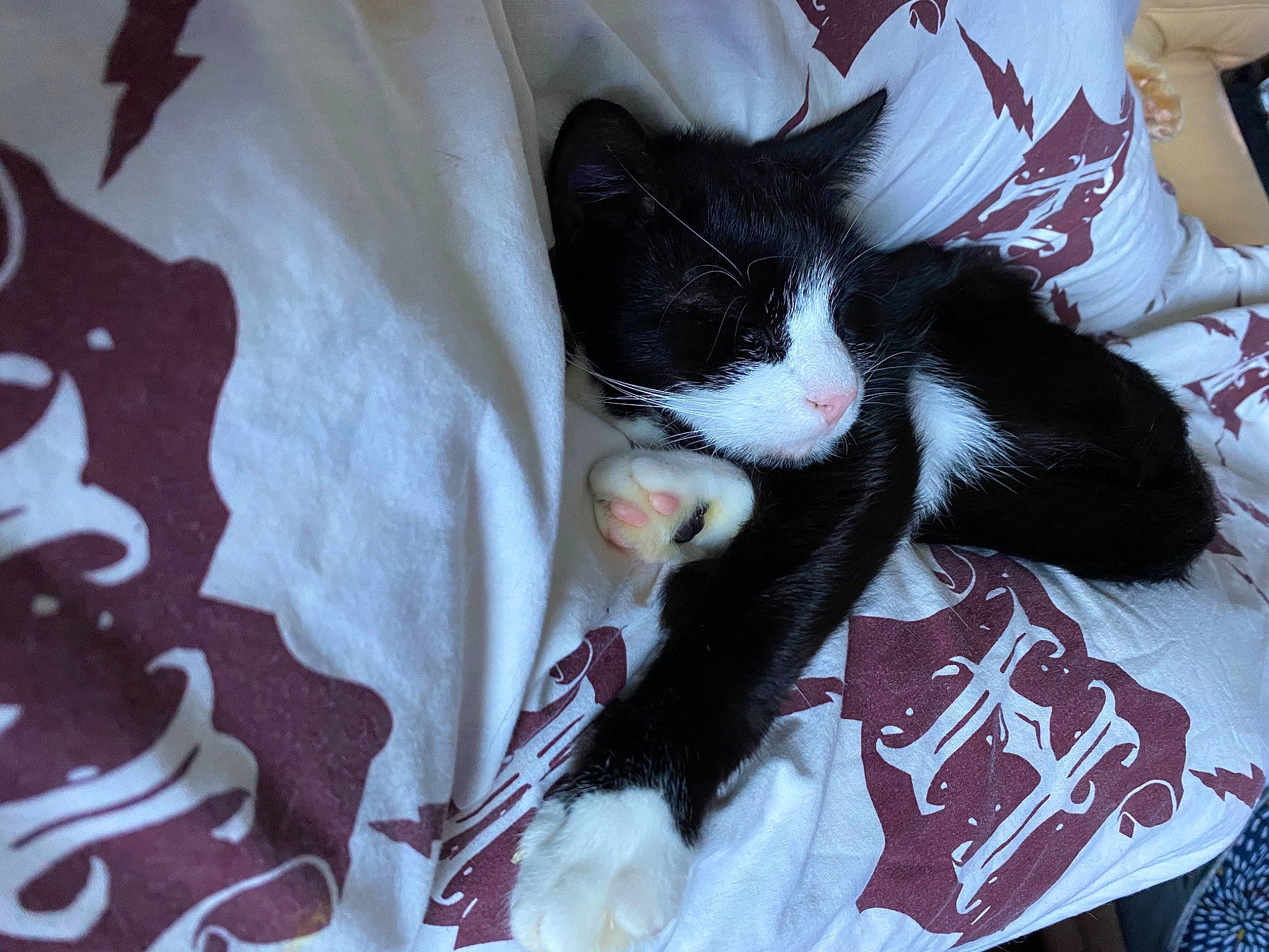 Figaro a rejoint le concours — aidez-le/la à gagner de superbes lots ! carmine, carnivore, cat, claw, comfort, domestic_short_haired_cat, eye, felidae, foot, formal_wear, fur, human_leg, lap, linens, nap, paw, small_to_medium_sized_cats, tail, whiskers, white