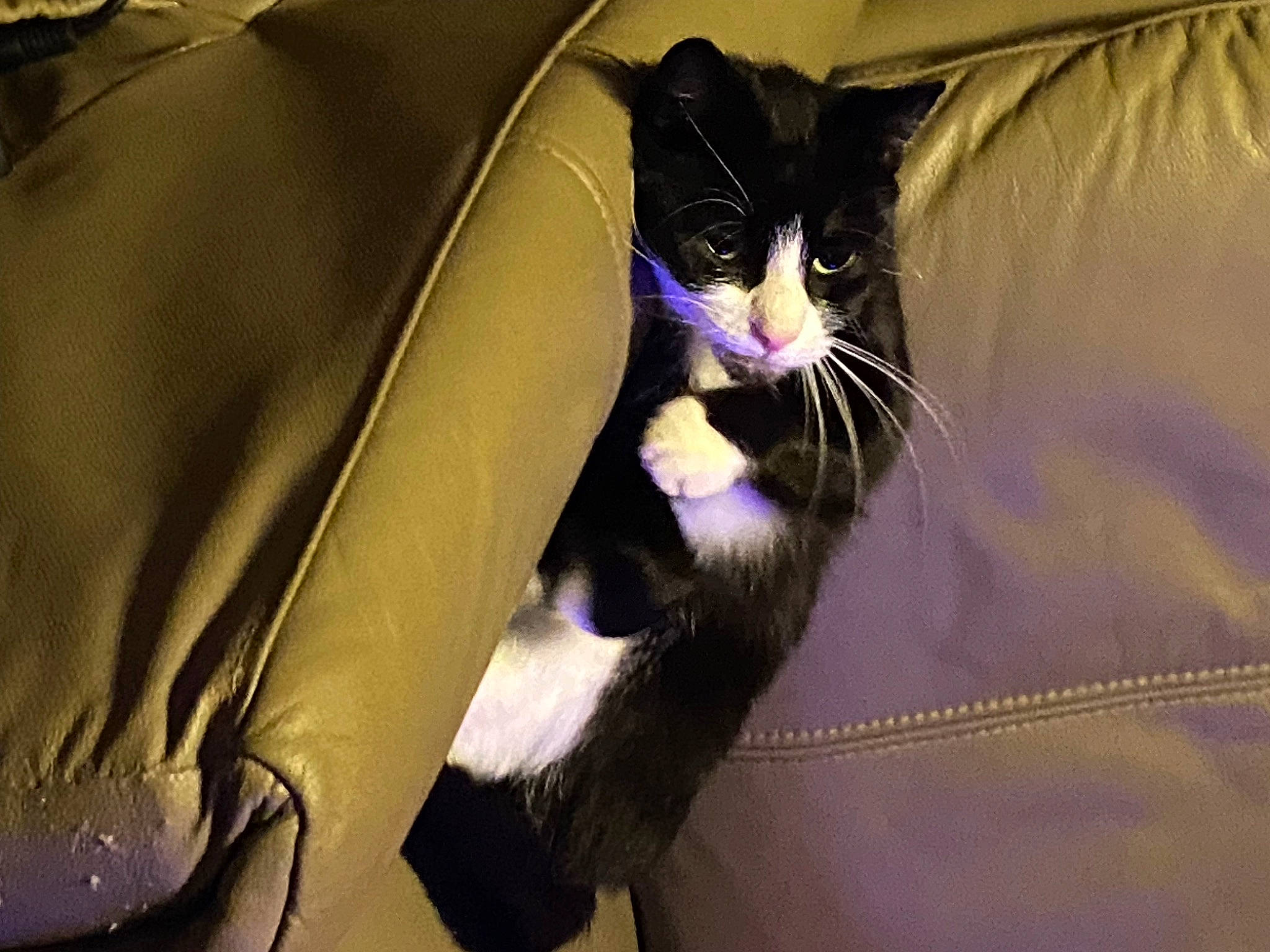 Figaro a rejoint le concours — aidez-le/la à gagner de superbes lots ! car_seat, carnivore, cat, comfort, felidae, formal_wear, fur, lap, small_to_medium_sized_cats, tail, tints_and_shades, vehicle_door, whiskers