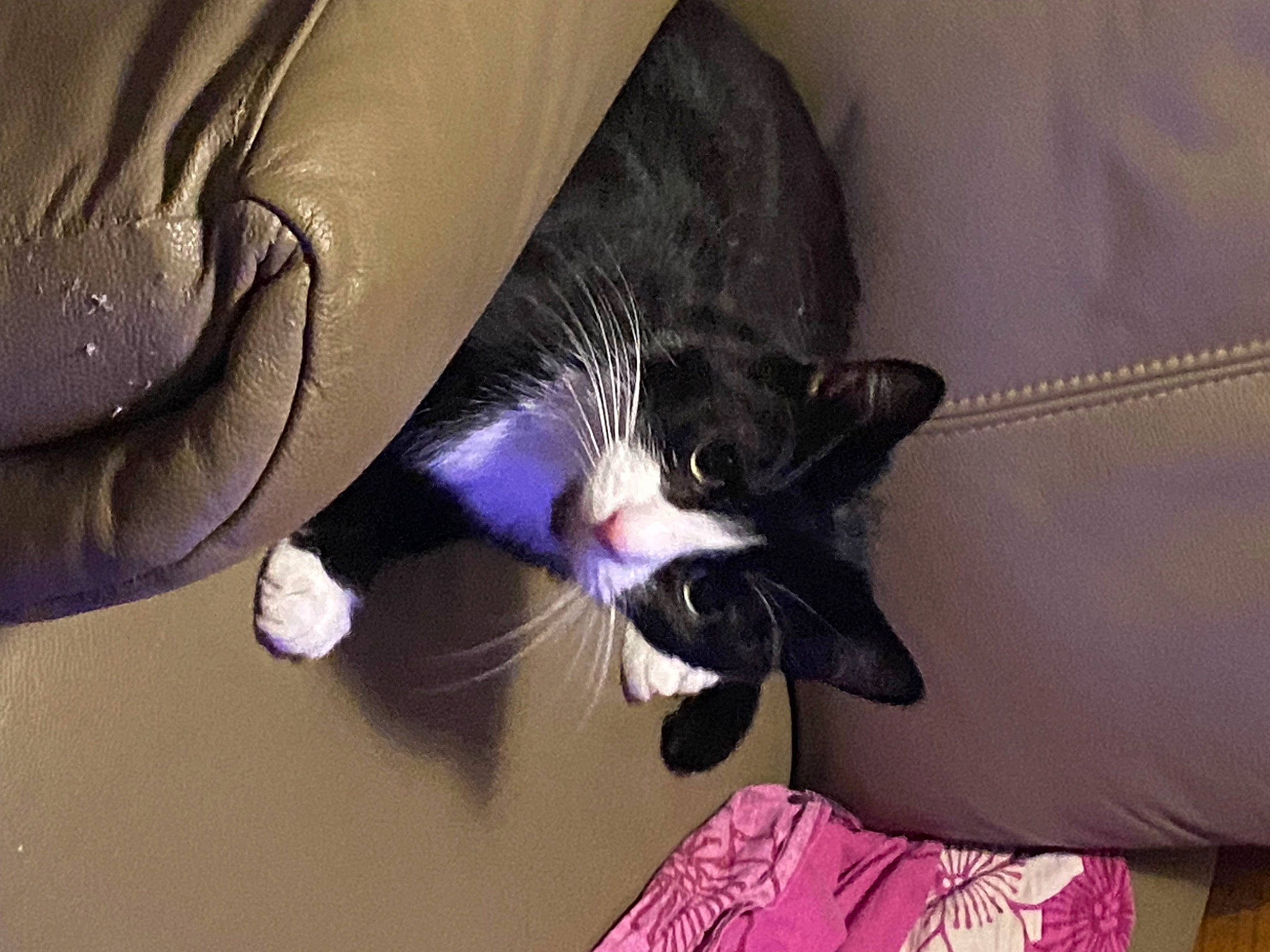 Figaro participe au concours pour gagner de l'argent avec cette photo : carnivore, cat, claw, comfort, domestic_short_haired_cat, felidae, foot, fur, gesture, human_leg, lap, magenta, nail, paw, purple, small_to_medium_sized_cats, snout, tail, textile, whiskers