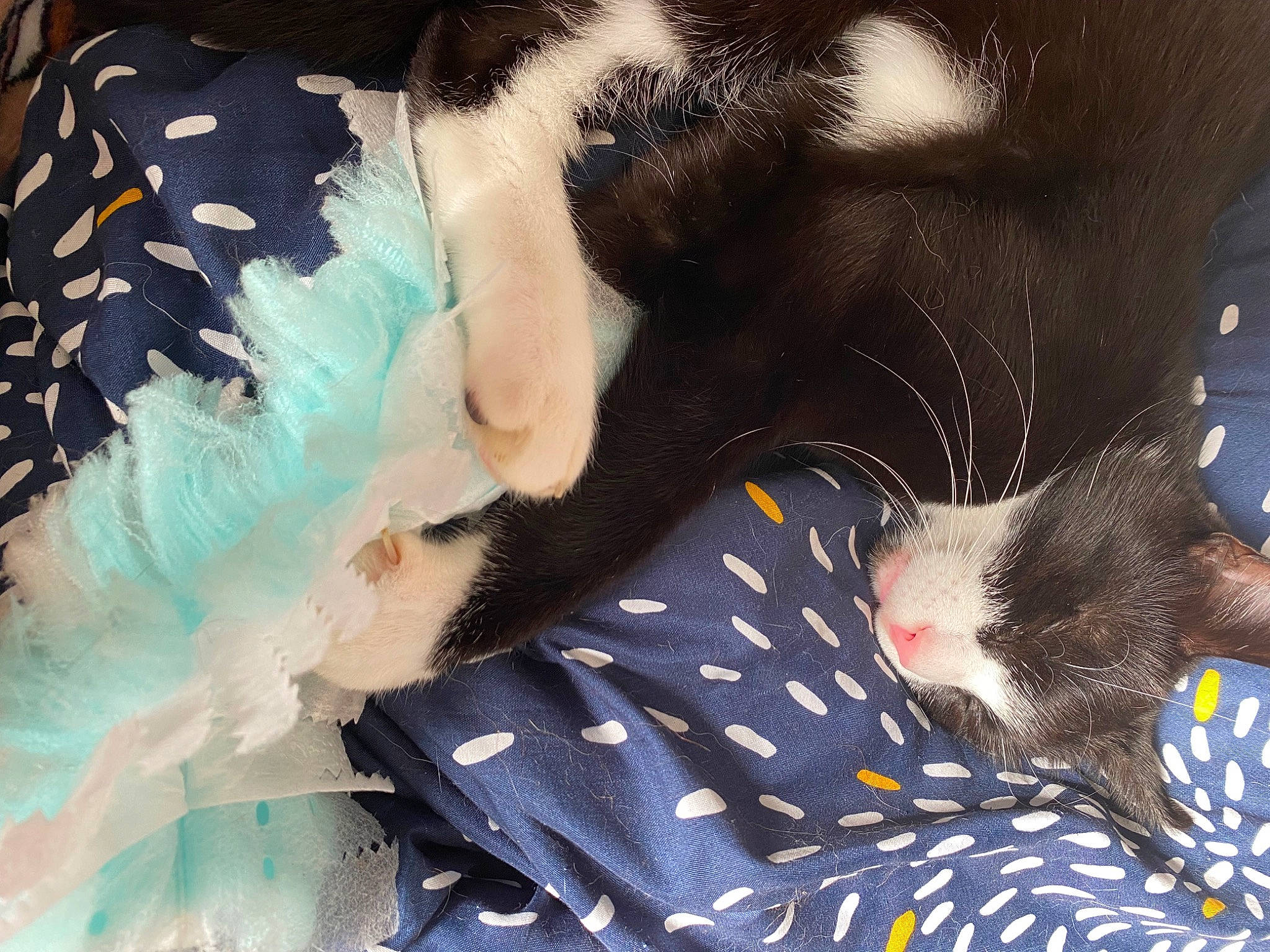 Figaro a rejoint le concours — aidez-le/la à gagner de superbes lots ! canidae, carnivore, claw, comfort, companion_dog, dog_breed, feather, felidae, fur, linens, nap, organism, pattern, paw, small_to_medium_sized_cats, snout, sporting_group, tail, whiskers, wing