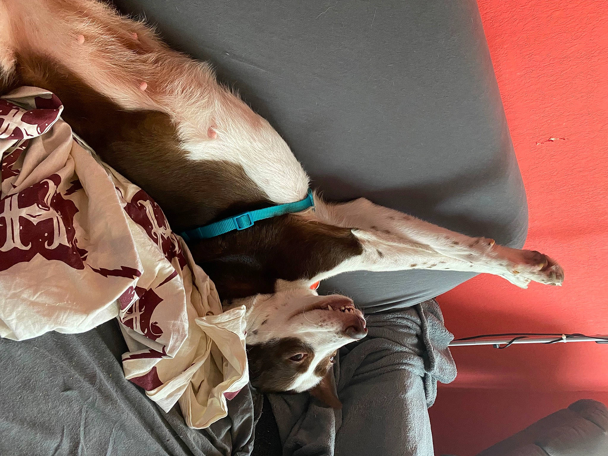 Laska a rejoint le concours — aidez-le/la à gagner de superbes lots ! carnivore, comfort, companion_dog, dog, dog_breed, dog_collar, elbow, fashion_accessory, fawn, felidae, finger, foot, gesture, human_leg, knee, linens, nail, thigh, waist, wrist