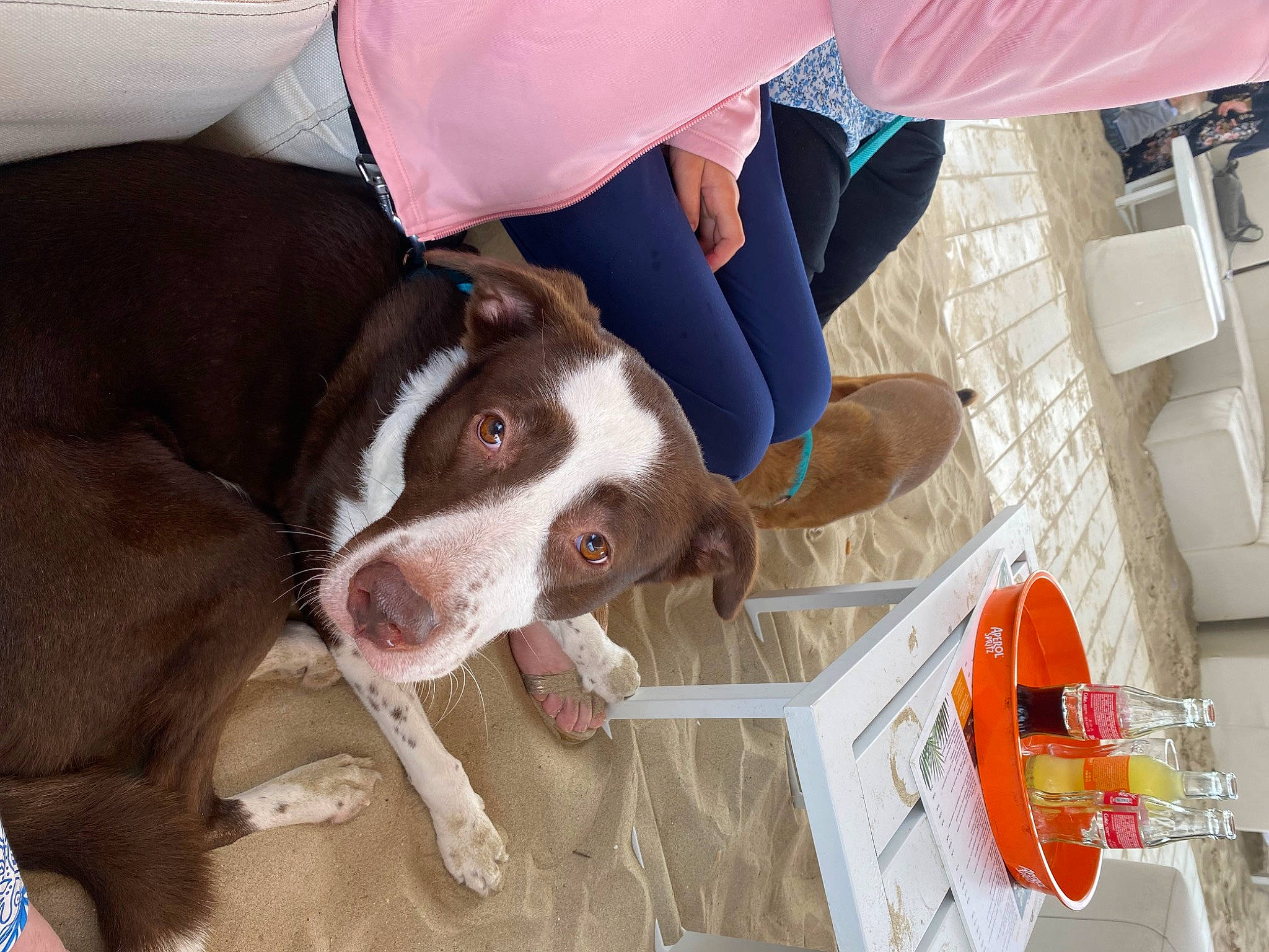 Laska participe au concours pour gagner de l'argent avec cette photo : canidae, carnivore, collar, companion_dog, dog, dog_breed, dog_collar, ear, fawn, fur, gesture, human_leg, liver, non_sporting_group, pet_supply, snout, sporting_group, tail, whiskers, working_animal