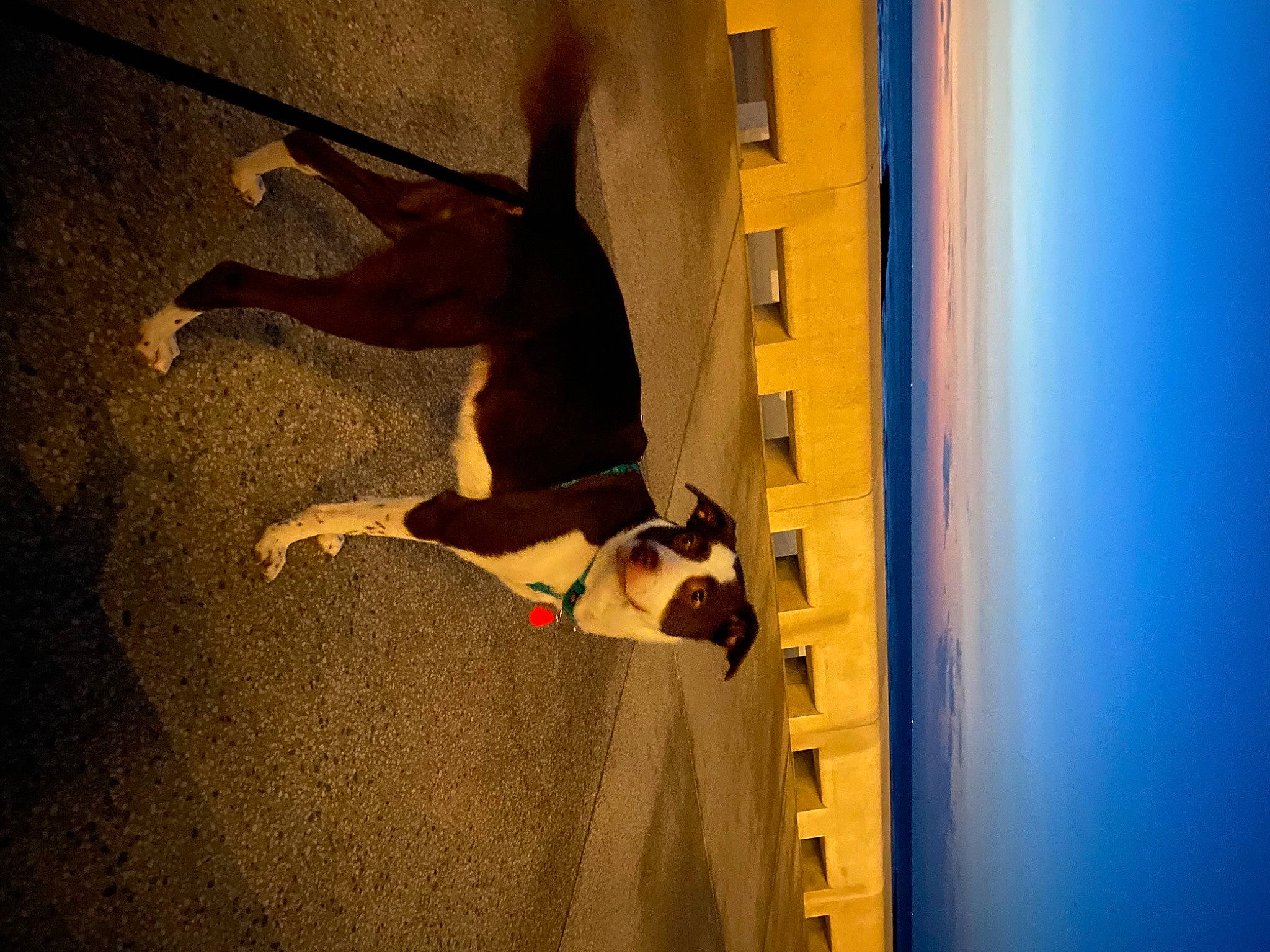 Laska participe au concours pour gagner de l'argent avec cette photo : brown, building, carnivore, dog, dog_breed, door, fawn, flooring, hardwood, home_door, landscape, pet_supply, room, shadow, sky, sporting_group, stairs, tints_and_shades, window, wood