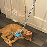 cat, orange_cat, pet, animal, playful, lying_down, floor, wood_floor, toy, blue_toy, string, indoors, home, door, white_door, relaxed, feline, whiskers, ears, portrait