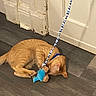 Max is registered to the contest to win money with this photo: cat, orange_cat, tabby, pet, animal, playing, toy, fish_toy, wand_toy, indoors, floor, wood_floor, door, wall, baseboard, blue, striped, lying_down, playful, domestic_animal