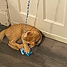 cat, orange_cat, tabby, sleeping, curled_up, pet, toy, blue_toy, string, indoor, floor, wood_floor, door, home, relaxed, playful, paws, feline, cute, portrait