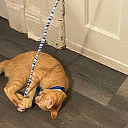 Max is registered to the contest to win money with this photo: dog, puppy, tan_dog, lying_down, playful, leash, collar, blue_collar, indoor, floor, wood_floor, curtains, door, home, pet, animal, cute, funny, wrestling, top_view