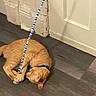 dog, puppy, tan_dog, lying_down, playful, leash, collar, blue_collar, indoor, floor, wood_floor, curtains, door, home, pet, animal, cute, funny, wrestling, top_view