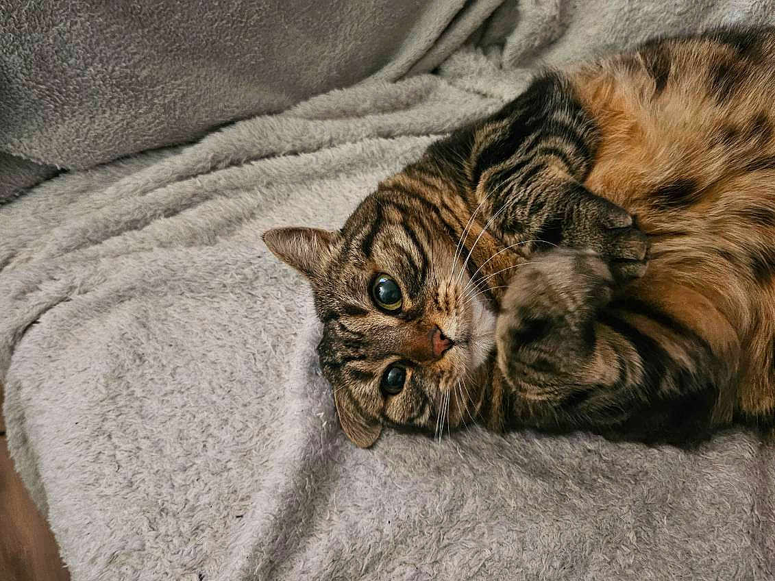 Folie a rejoint le concours — aidez-le/la à gagner de superbes lots ! animal, blanket, cat, closeup, companion, cozy, curious, cute, cute_pet, feline, fur, indoor, paws, pet, relaxed, resting, sleepy, soft, tabby, whiskers