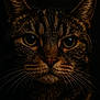 Folie participe au concours pour gagner de l'argent avec cette photo : alert, animal, cat, close_up, cute, dark_background, detailed, eyes, face, feline, fur, majestic, mammal, nature, nocturnal, pet, portrait, texture, whiskers, wildlife
