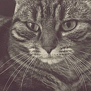 Folie a rejoint le concours — aidez-le/la à gagner de superbes lots ! animal, cat, close_up, comfort, ear, eyes, face, feline, fur, indoor, mammal, monochrome, nose, pet, portrait, relaxed, resting, striped, tabby, whiskers