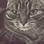 animal, cat, close_up, comfort, ear, eyes, face, feline, fur, indoor, mammal, monochrome, nose, pet, portrait, relaxed, resting, striped, tabby, whiskers
