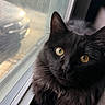 Roach is registered to the contest to win money with this photo: animal, black_cat, cat, close_up, cozy, curious, domestic_cat, feline, fluffy, indoor, looking_out, natural_light, pet, portrait, resting, soft_fur, whiskers, window, window_screen, yellow_eyes
