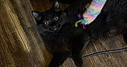 Roach is registered to the contest to win money with this photo: animal, black_cat, black_fur, cat, colorful_toy, curious, domestic_animal, feline, floor, fur, household, indoor, pet, pet_toy, play, playful, toy, vacuum_hose, wide_eyes, wooden_floor