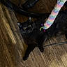 animal, black_cat, black_fur, cat, colorful_toy, curious, domestic_animal, feline, floor, fur, household, indoor, pet, pet_toy, play, playful, toy, vacuum_hose, wide_eyes, wooden_floor